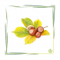 Preview: Parfümöl Cashmere & Sweet Chestnut 100 ml